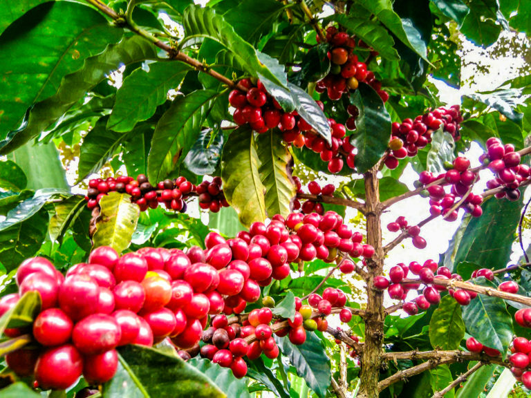 Rote Kaffeekirschen am Baum